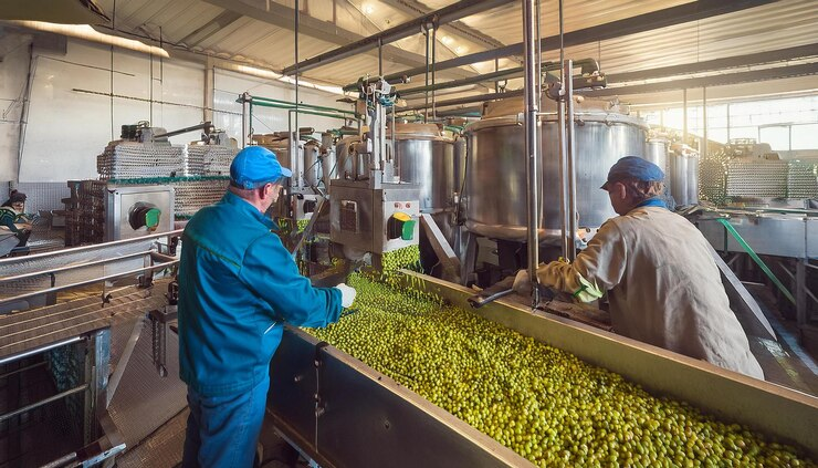 Công nhân chế biến sản phẩm olive tại Hy Lạp 2025