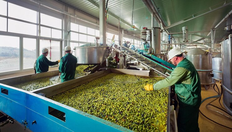 Công nhân chế biến sản phẩm olive tại Hy Lạp 2025